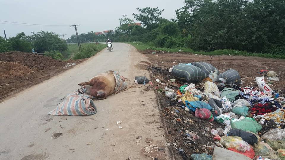 Hà Nội: Kinh hãi lợn chết vứt chỏng chơ trên đường ở Thanh Oai - Ảnh 2