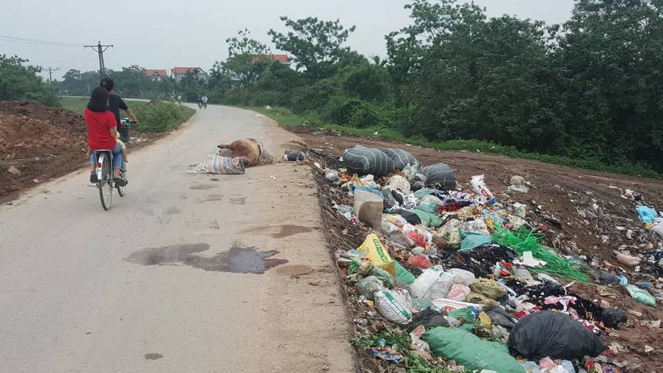 Hà Nội: Kinh hãi lợn chết vứt chỏng chơ trên đường ở Thanh Oai - Ảnh 3