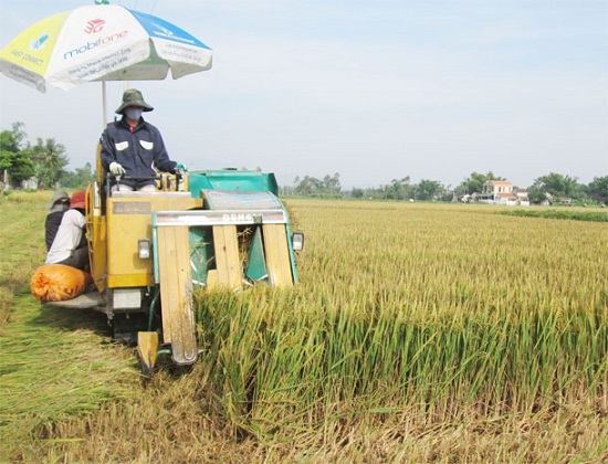 Quảng Ngãi: Khẩn trương thu hoạch nông sản ứng phó bão Podul - Ảnh 1