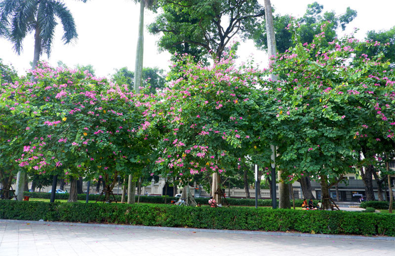 Sắc hồng hoa ban rực rỡ trên phố Hà Nội - Ảnh 3