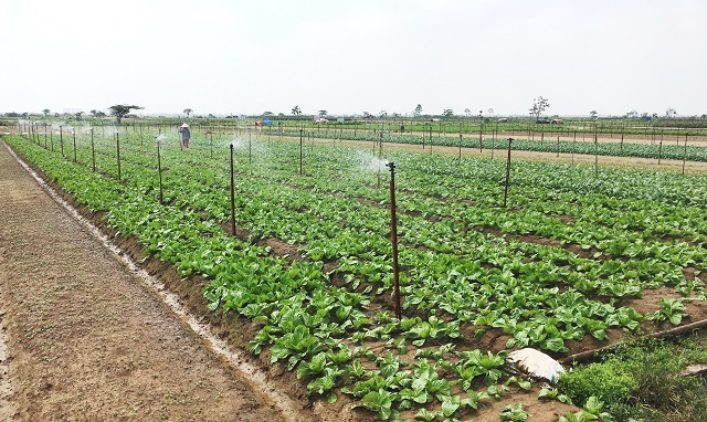 Áp dụng tưới tiên tiến, tiết kiệm nước: Gia tăng giá trị nông nghiệp - Ảnh 1