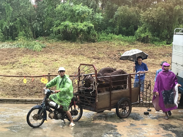 Huyện Thạch Thất trao tặng bò sinh sản cho 27 hộ nghèo - Ảnh 2