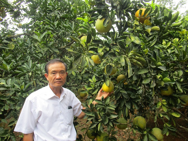 Cựu chiến binh xã Cẩm Lĩnh: Vươn lên làm giàu chính đáng - Ảnh 1