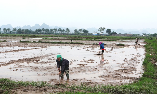 Hà Nội: Tỷ lệ lấy nước gieo cấy vụ Xuân của nhiều địa phương đạt thấp - Ảnh 1