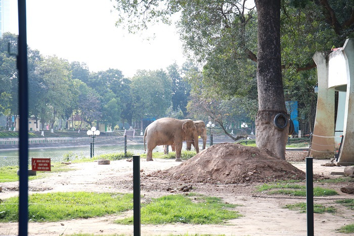 Vườn thú Hà Nội sẵn sàng phục vụ du khách vui Xuân Kỷ Hợi 2019 - Ảnh 8