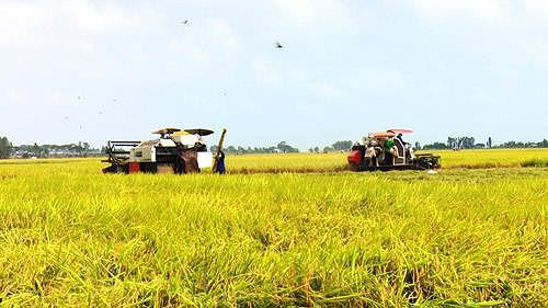 Agribank sẵn sàng đáp ứng đủ vốn cho sản xuất, chế biến, tiêu thụ lúa gạo - Ảnh 2