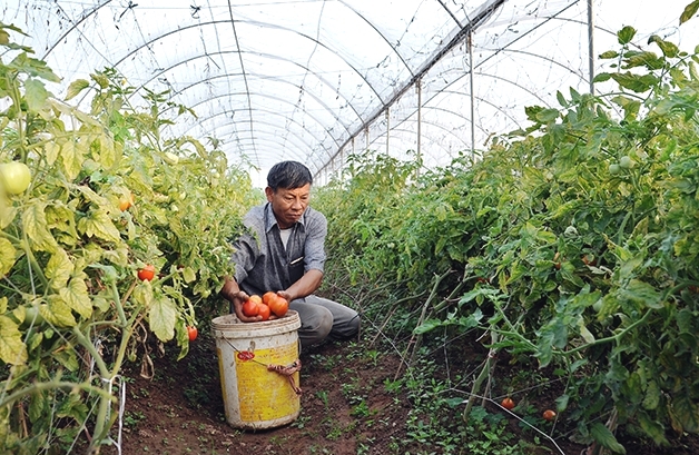 Đưa nông sản Việt vào chuỗi cung ứng giá trị - Ảnh 1