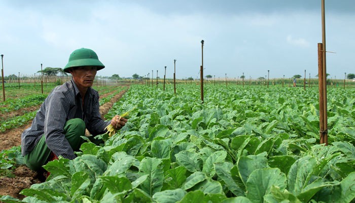 Giúp nông dân tiêu thụ nông sản bền vững - Ảnh 1