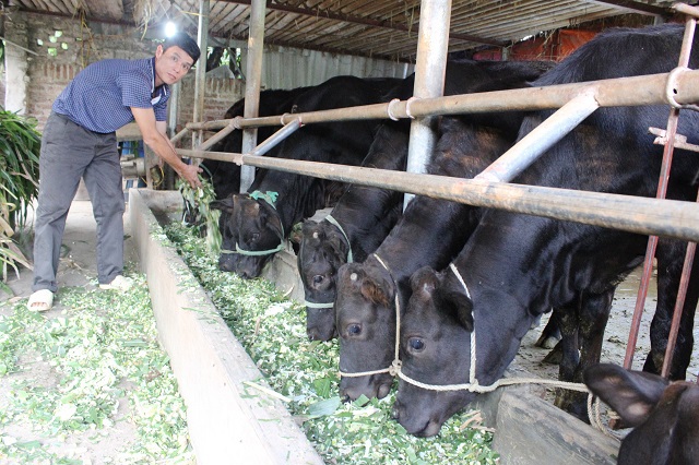 Thúc đẩy ngành chăn nuôi bò: Từng bước thay đổi cơ cấu bữa ăn - Ảnh 1