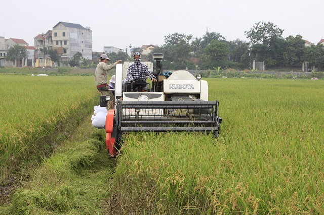 Gạo Đồng Phú hướng tới thị trường Mỹ - Ảnh 1