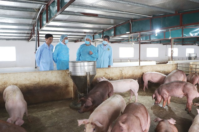 Bình ổn giá thịt lợn: Doanh nghiệp đóng vai trò quan trọng - Ảnh 1