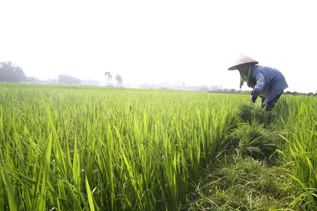 Lo ngại gia tăng tích trữ lúa gạo - Ảnh 1