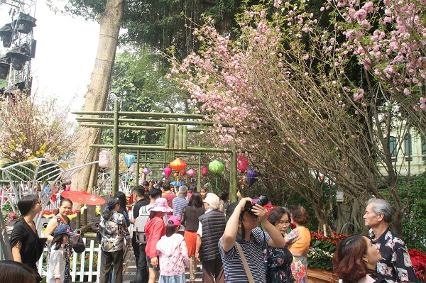 Lễ hội hoa anh đào Nhật Bản - Hà Nội 2019 kéo dài đến 2/4 - Ảnh 2