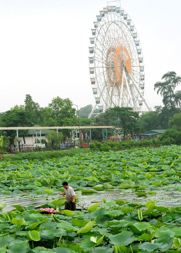 Sen Hồ Tây-Sắc hương Hà Nội - Ảnh 1