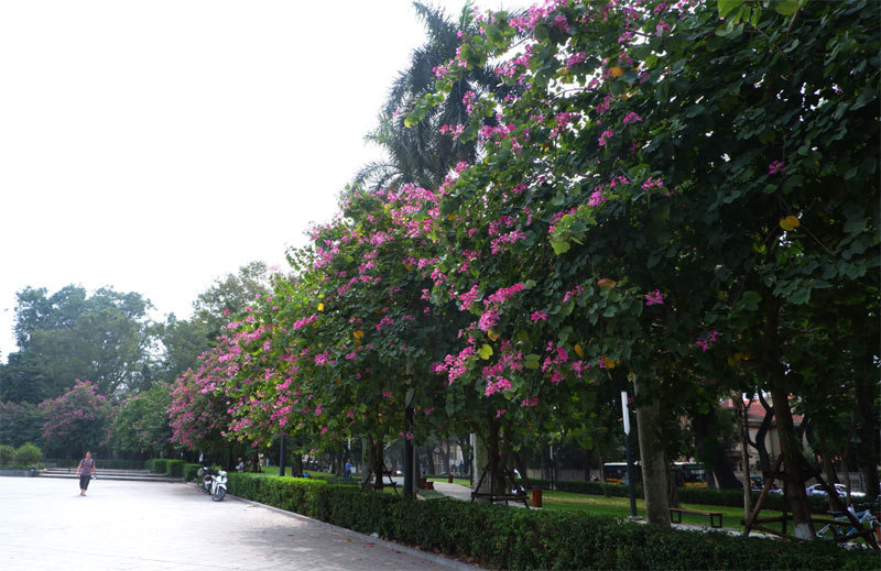 Sắc hồng hoa ban rực rỡ trên phố Hà Nội - Ảnh 5
