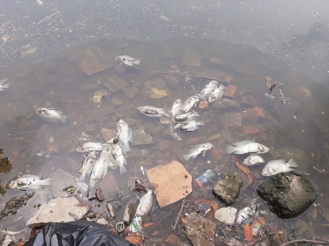 Hà Nội: Cá chết trắng hàng loạt tại hồ Trúc Bạch - Ảnh 4