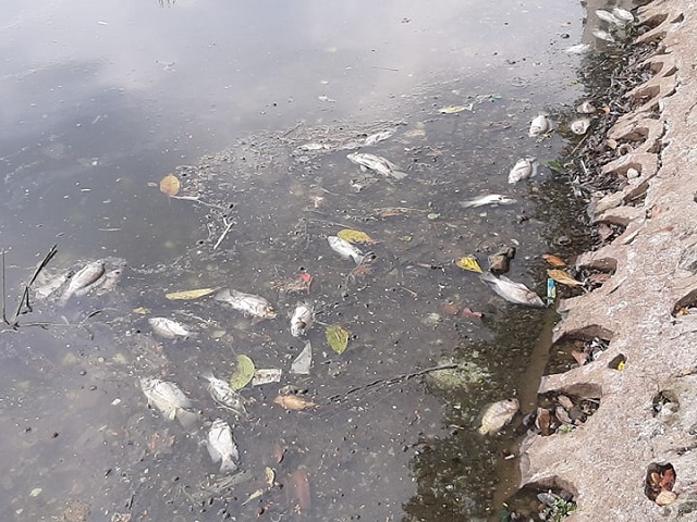 Hà Nội: Cá chết trắng hàng loạt tại hồ Trúc Bạch - Ảnh 2