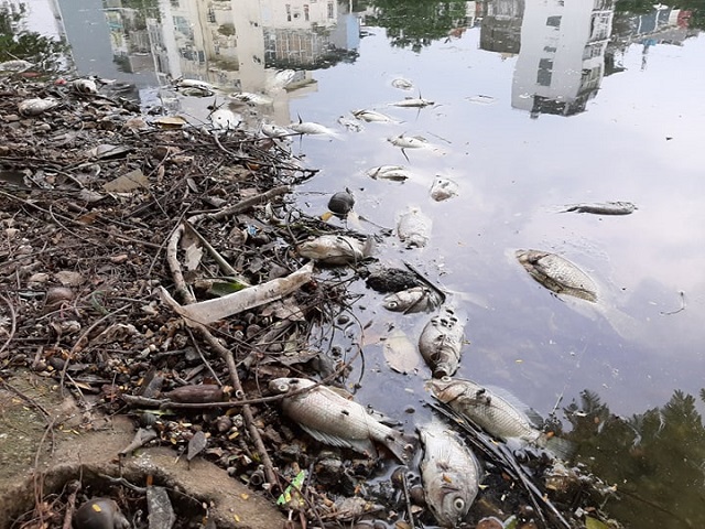 Hà Nội: Cá chết trắng hàng loạt tại hồ Trúc Bạch - Ảnh 3