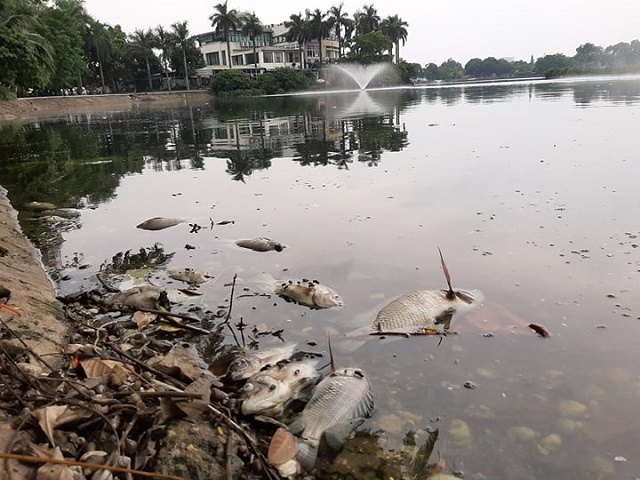 Hà Nội: Cá chết trắng hàng loạt tại hồ Trúc Bạch - Ảnh 1