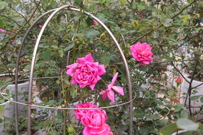 Người sở hữu trên 20.000 gốc hoa hồng quý hiếm tại Hà Nội - Ảnh 3