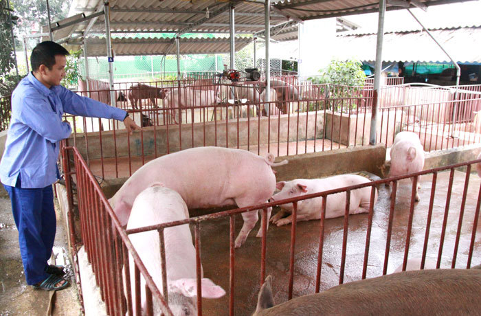 Giá lợn tăng cao: Cẩn trọng khi tái đàn - Ảnh 2