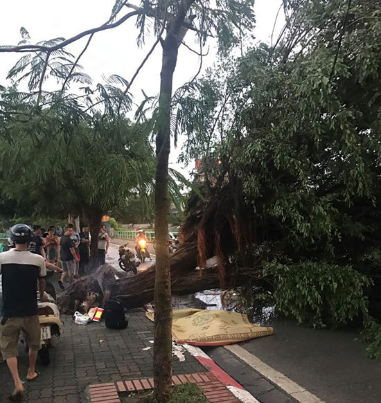 [Ảnh] Hà Nội: Mưa gió khủng khiếp, cây đổ hàng loạt khiến 1 người thiệt mạng - Ảnh 1