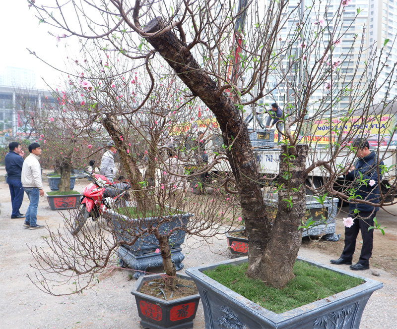 Nhiều khu vực trên địa bàn Hà Nội tổ chức Chợ hoa Xuân - Ảnh 2