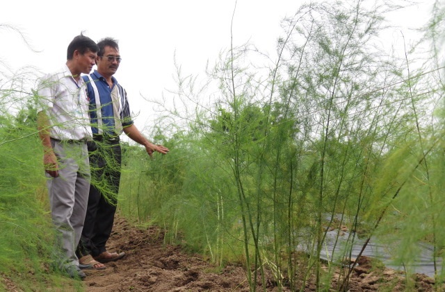 Phú Xuyên nhân rộng mô hình trồng măng tây - Ảnh 1