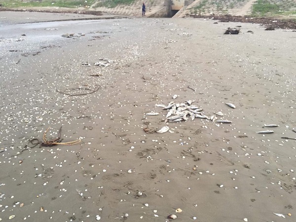 Hà Tĩnh: Phát hiện hàng tấn cá chết trôi dạt vào bờ biển - Ảnh 1
