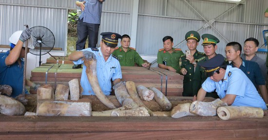 Đà Nẵng: Bắt giữ hơn 9,1 tấn nghi ngà voi - Ảnh 2