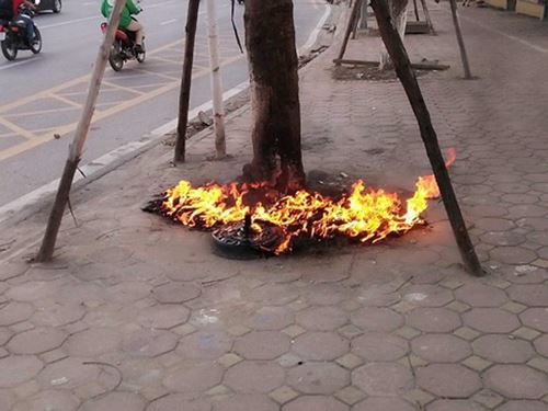 Vụ đốt cháy cây xanh ở đường Võ Chí Công: Xử lý nghiêm hành vi phá hoại - Ảnh 1