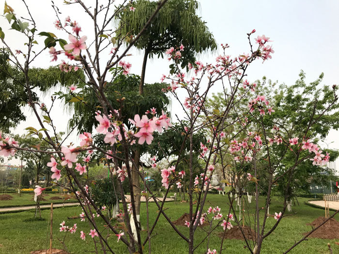 Nhật Bản trao tặng 172 cây hoa anh đào cho Hà Nội - Ảnh 3