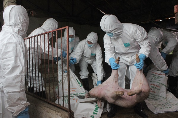 Hà Nội tiêu hủy xấp xỉ 30% tổng đàn lợn vì dịch tả châu Phi - Ảnh 1
