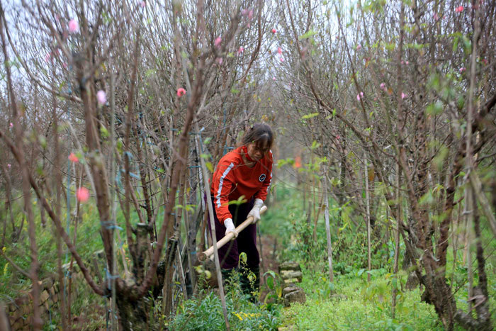 Thời tiết thất thường, người trồng đào Nhật Tân tìm đủ cách bảo vệ cây - Ảnh 3