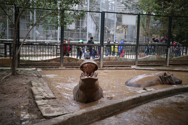 Lắp máy sưởi chống rét cho thú ở công viên Thủ Lệ - Ảnh 7