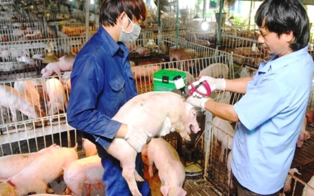 3 đại dịch đe dọa chăn nuôi lợn trong năm 2020 - Ảnh 1