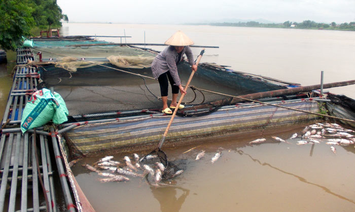Hồ Hòa Bình xả đáy: Nhiều hộ nuôi cá lồng tại Ba Vì thiệt hại nặng - Ảnh 1