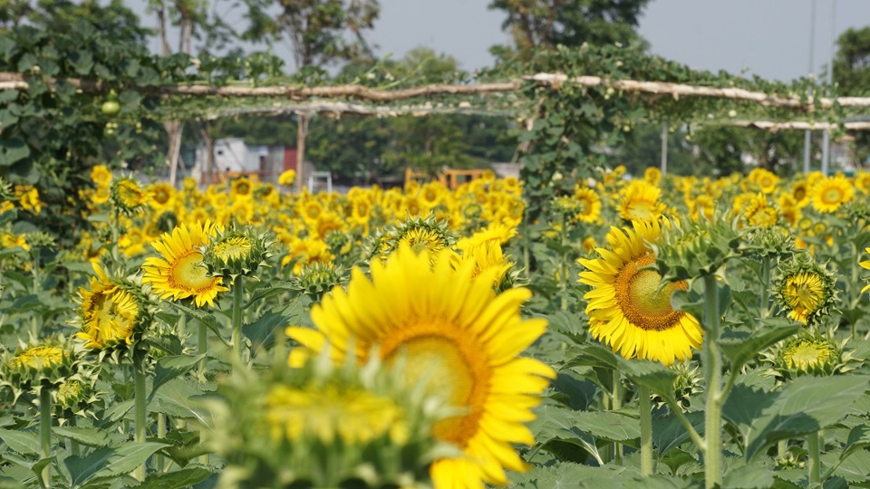 TP Hồ Chí Minh: Vườn hoa hướng dương trở lại phục vụ du khách dịp 30/4 - Ảnh 6