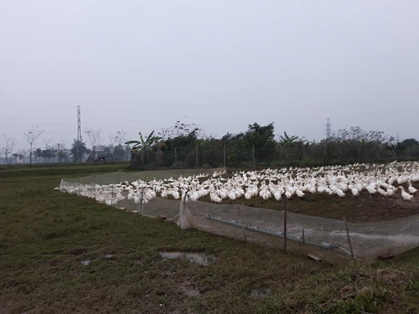 Hà Nội: Cảnh giới nghiêm ngặt tại ổ dịch cúm A/H5N6 - Ảnh 9