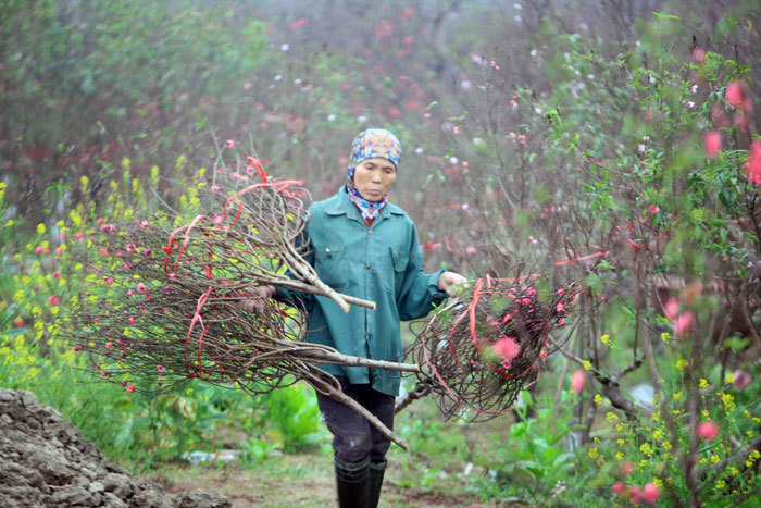 Thời tiết thất thường, người trồng đào Nhật Tân tìm đủ cách bảo vệ cây - Ảnh 2