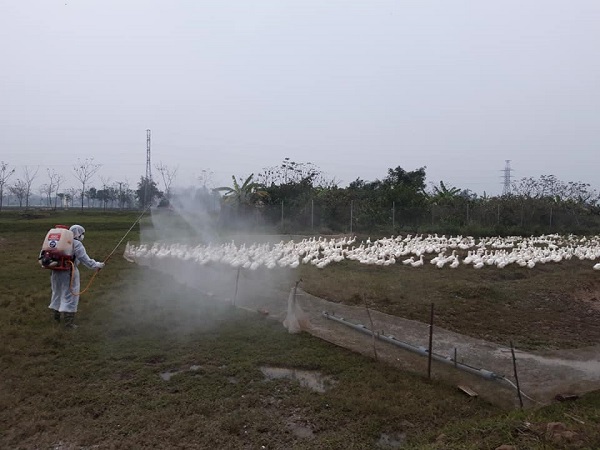 Hà Nội: Cảnh giới nghiêm ngặt tại ổ dịch cúm A/H5N6 - Ảnh 7