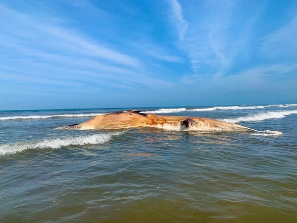 Xác cá voi “khủng” dạt vào bờ biển Hà Tĩnh - Ảnh 2
