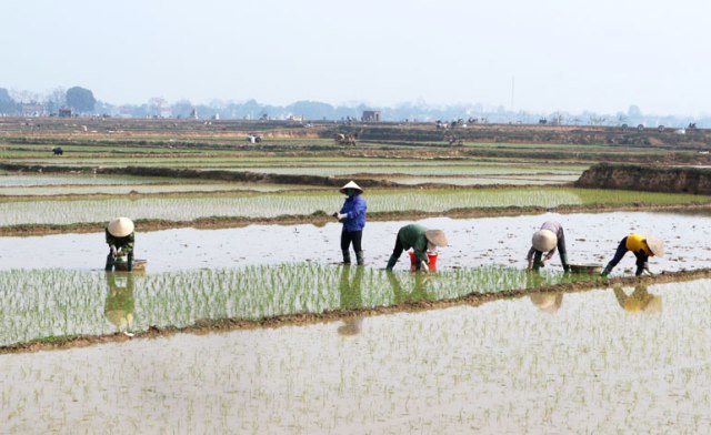 Diện tích gieo cấy vụ Xuân 2020 của Hà Nội đạt khoảng 66% kế hoạch - Ảnh 1