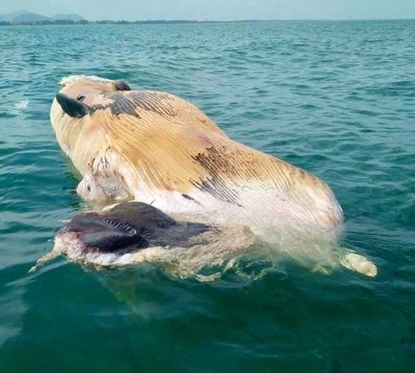 Xác cá voi “khủng” dạt vào bờ biển Hà Tĩnh - Ảnh 1
