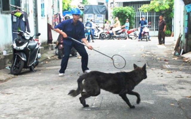 Hà Nội đề nghị các quận huyện thành lập “đội bắt chó thả rông” - Ảnh 1