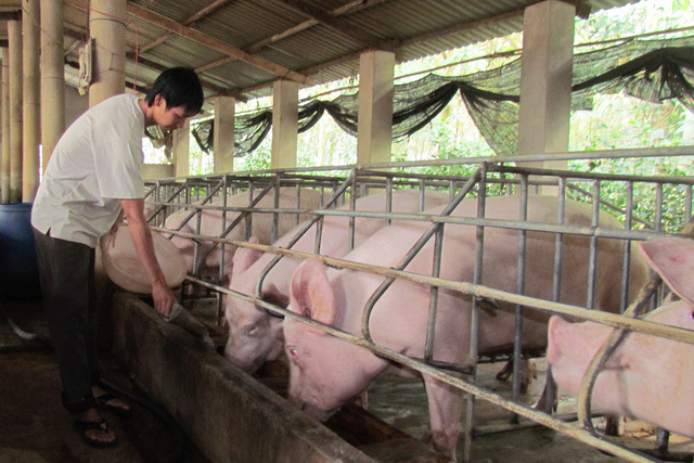Hà Nội đã khống chế được hơn 1/2 số ổ dịch tả lợn châu Phi - Ảnh 1