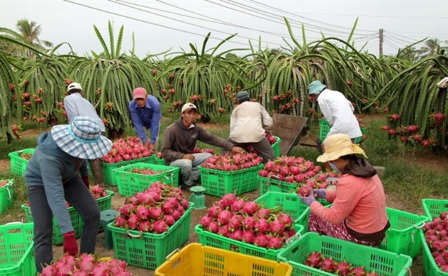 Việt Nam có 9 loại trái cây xuất khẩu chính ngạch sang Trung Quốc - Ảnh 1