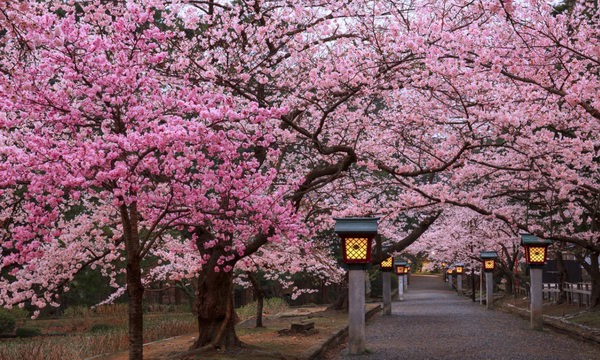 Lễ hội hoa anh đào Nhật Bản - Hà Nội 2019 khai mạc ngày 29/3 - Ảnh 1
