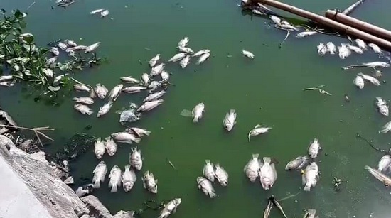 Cá chết nổi trắng hồ ở trung tâm TP Đà Nẵng do nắng nóng kéo dài? - Ảnh 1