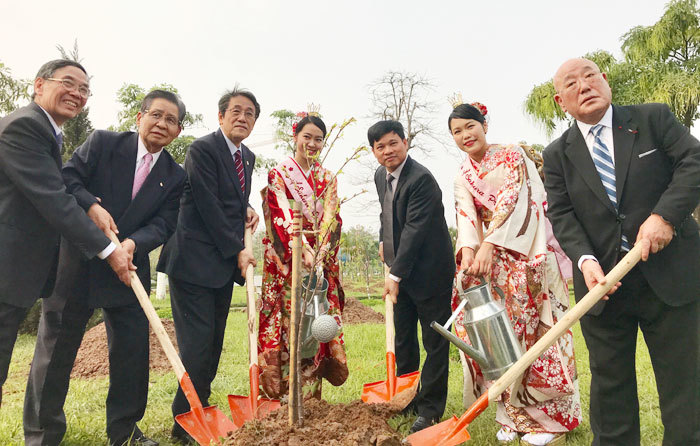 Nhật Bản trao tặng 172 cây hoa anh đào cho Hà Nội - Ảnh 1
